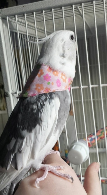 barbequeshapes: aleksthetiel:LOOK AT HIS LITTLE SCARF I LOVE HIM I swear to god that is the cape acc