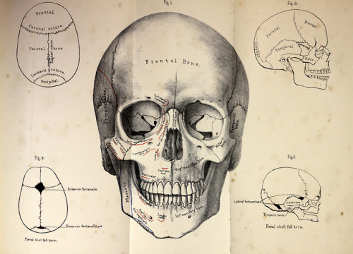 michaelmoonsbookshop:Human Skullfrom a 19th century text on Osteology 1882[Sold]