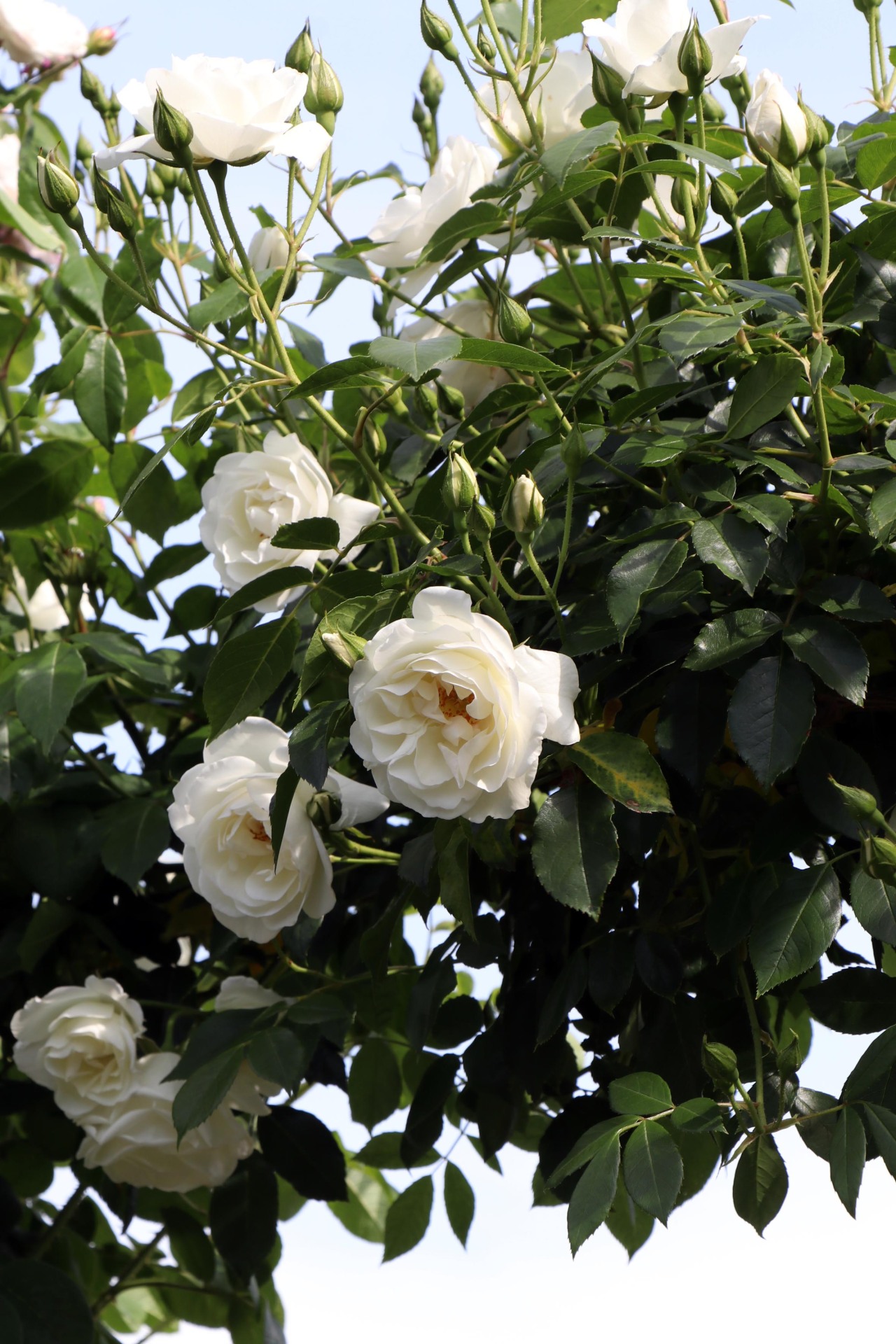 コマツガーデン オンライン スタッフブログ Boscobel ボスコベル 12年 Austin社 サーモンピンク色の花はカップ咲きから