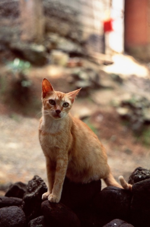 A jungle stray I saw in Camarines Norte province, Philippines, while we were staying with my Lola (g