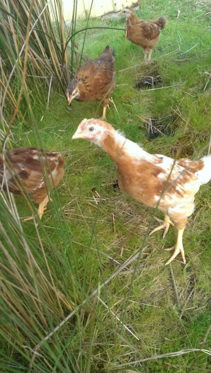 leanai-dearmad:  Chickens for Zooz 