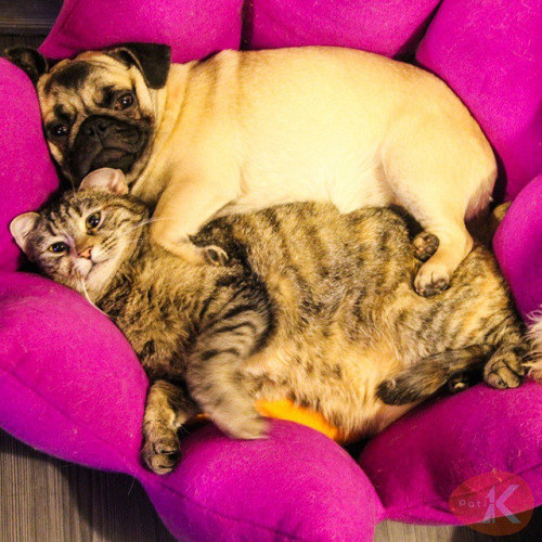 daily-funnyanimals:  chubby buddies