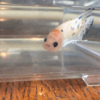 metabetta:New baby *this is NOT taken in his tank (5 gal/heated/filtered), this was purely for photo