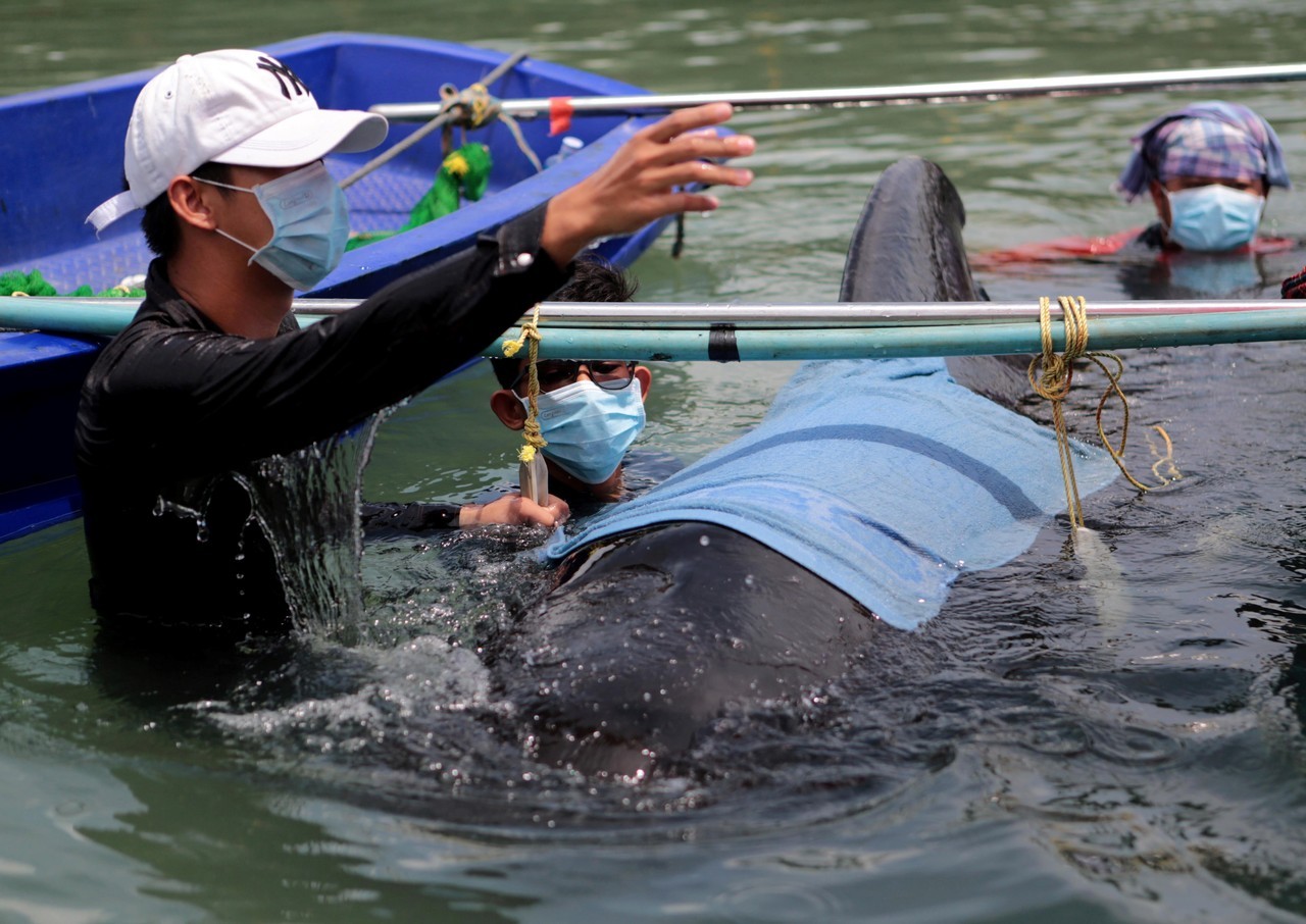 TAILANDIA. Muere una ballena tras tragarse ocho kilos de bolsas de plástico. Ochenta bolsas de plástico fueron hallados en el estómago de un ballena piloto que murió en el sur de Tailandia tras vómitos y convulsiones. (EFE)
MIRÁ TODA LA...