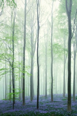 0rient-express:  Forest Dream | by Kilian Schönberger | Website | Facebook. 