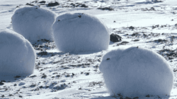 cineraria:  Arctic Hare Crossed Over Sea