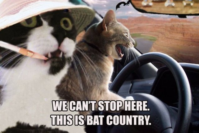 seananmcguire: sophiaslittleblog:  tzikeh:  owl-librarian:  sasgalula:  coolcatgroup: