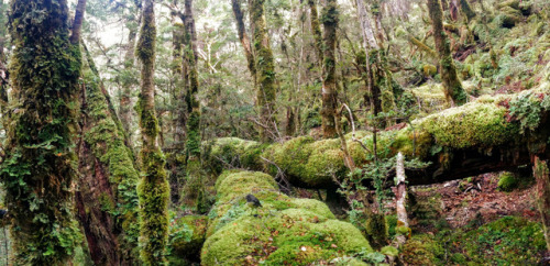 mokihanui forest by katrine kaarsemaker