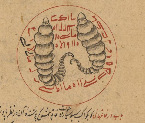 Two worms, probably not gummy. LJS 414, Astrological compendium, fol. 150v. Written at the madrasah 