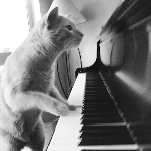 A smart cat submission! Ozzie here is clearly a piano genius.