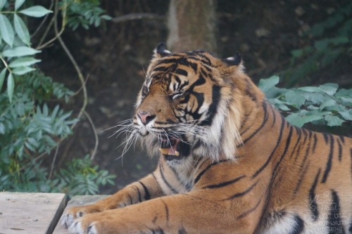 thatonegayartcollector:A tiger’s yawn- such a handsome boy <3 Taken at Dudley Zoo, England. Pleas