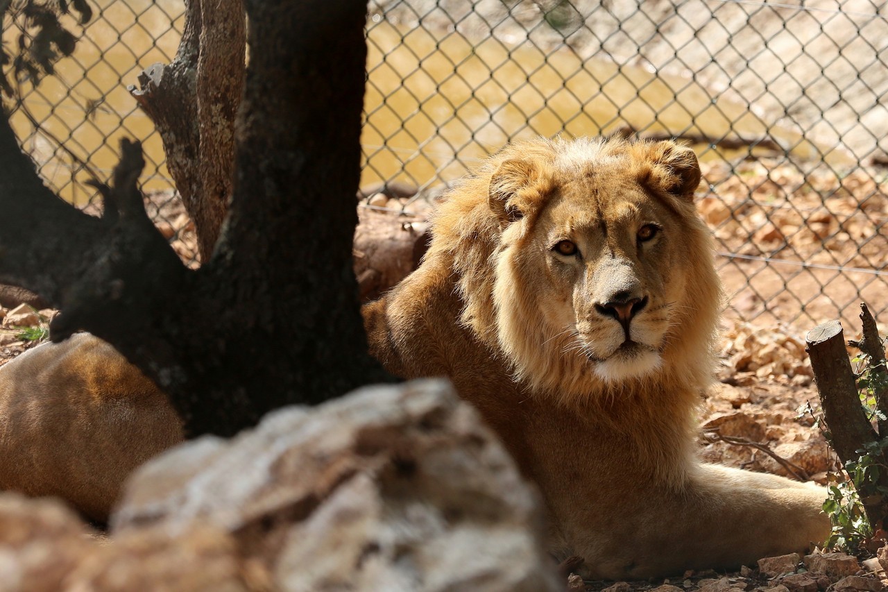 DOS LEONES RESCATADOS DE LOS CONFLICTOS DE MEDIO ORIENTE. Saeed y Simba fueron rescatados en zonas de guerra de Irak y Siria y on reubicados en su nuevo hogar en Sudáfrica luego de pasar unos días en Jordania, donde se recuperaron del trauma físico y...