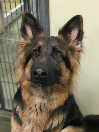 german shepherd king mix