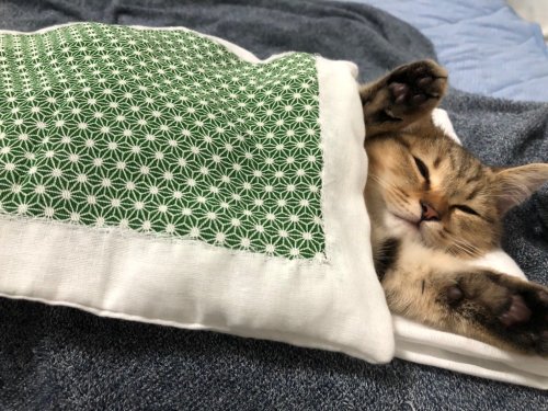 theweefreewomen: [ID: three photos of a cat stretched out under a tiny cat-sized bed.]