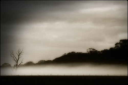 krissysphotos, Morning Mist, 2018