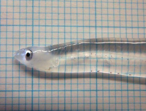 mynamesdiana:  depp-throat:  uppersdownersscreamerslaughers:  transparent fish  but how  where are your organs 