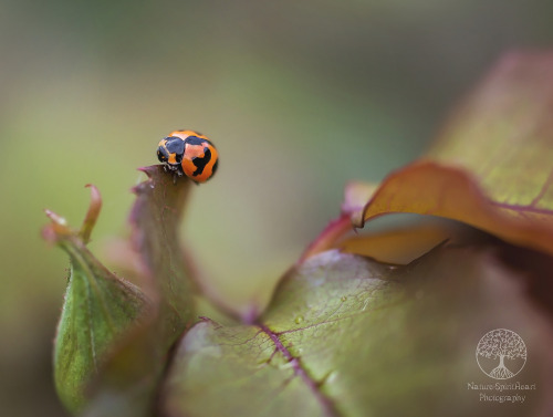 World of the Ladybug by NatureSpiritHeart PhotographyInstagram