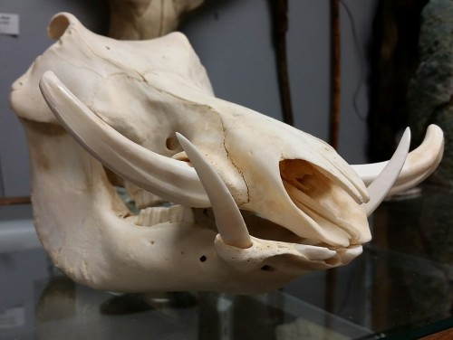 buy-skulls:This is a real South African warthog (Phacochoerus africanus) skull, with original tusks!