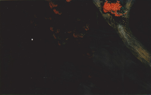 framethefame:  Flower set