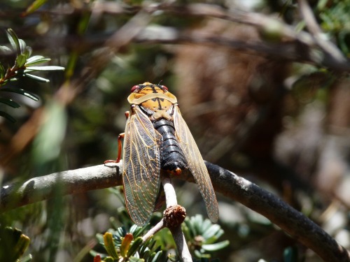 realmonstrosities:  The Masked Devil heeded the call! It’s a big cicada from south east Australia that spends 7 years as an underground nymph and about 6 weeks as an overground adult. The Masked Devil is actually just one colour morph of Cyclochila