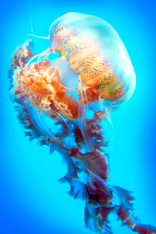 imalikshake:  Giant Black Jellyfish 02-28-13 by PACsWorld on Flickr. 