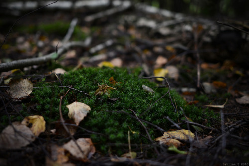 forest walk