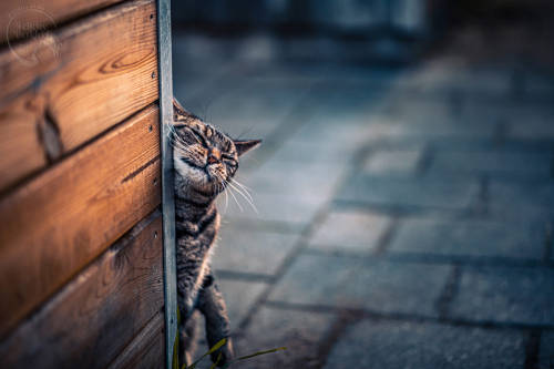 Peek A Boo by Felicity Berkleef