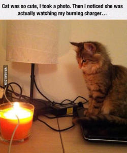 ragecomics4you:  Some cats just want to see the world burn