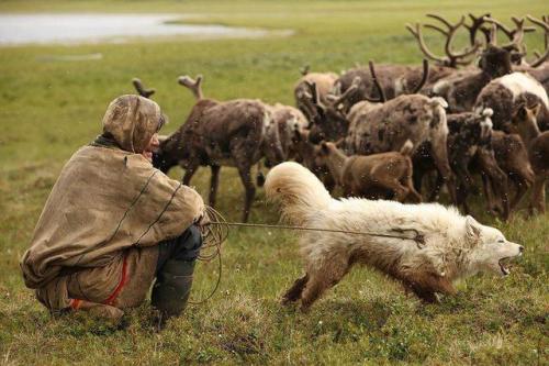 Photos are all from Nenets laika Ненецька лайкаThe Nenets herding laika is the landrace that Samoyed