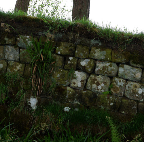 Hadrian’s Wall at Housesteads Roman Fort, Northumberland, 13.5.18.Just west of Housesteads Roman For