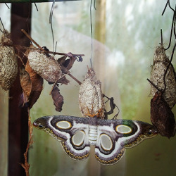 owls-n-elderberries:    by Beth In Wonderland on Flickr.