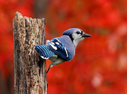 feathered-friends:  Autumn Blue Jay by Bill McMullen on Flickr. Blue Jay 