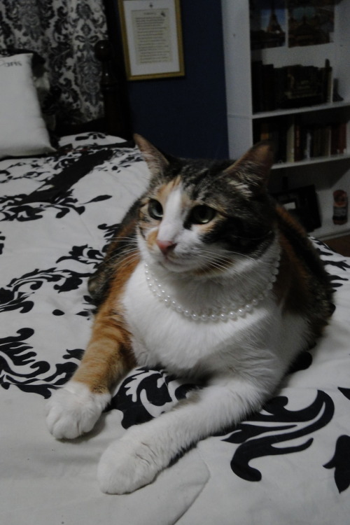 kindnessiseternal: Penny is a fancy girl.@mostlycatsmostly