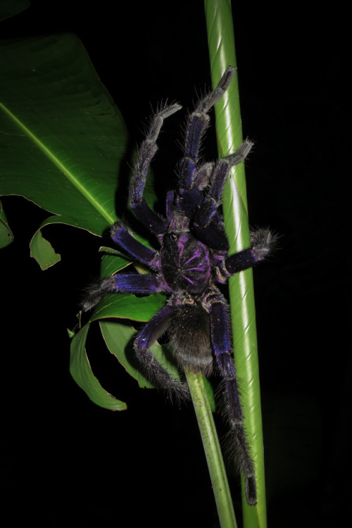 cloud9highh:Large iridescent purple/blue tarantula (Pamphobeteus sp.). Manabí, Ecuador.P
