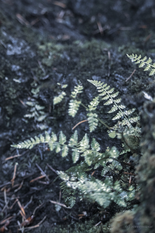 The ferns glistened in the fresh rain, Umpqua National Forest, Oregon: &copy; riverwindphotograp