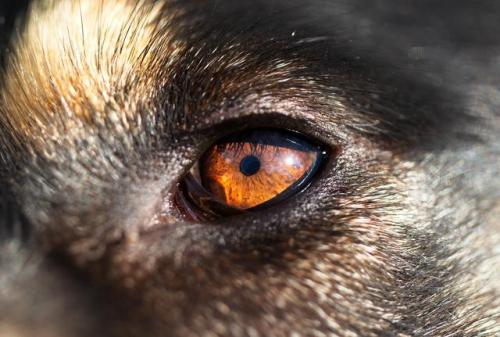 A German Shepherds Eye [5746 × 3867][OC]