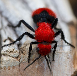 sixpenceee:  Cow Killer Wasp or Red Velvet
