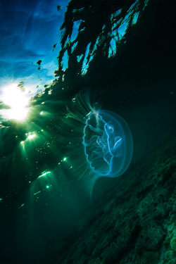 plasmatics-life:  Jelly fish at sunset ~ By Pieter de Boer 