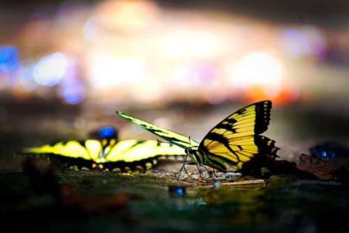 photographyaeipathy: Butterflies drinking water Cummins Fall State Park, Tennessee Nikon d500 @photo