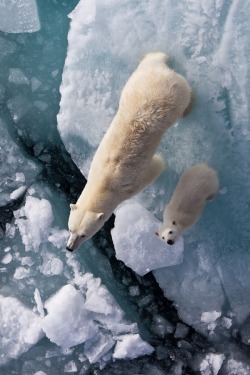 wolverxne: Polar Bears | by: {Marcelo Damien