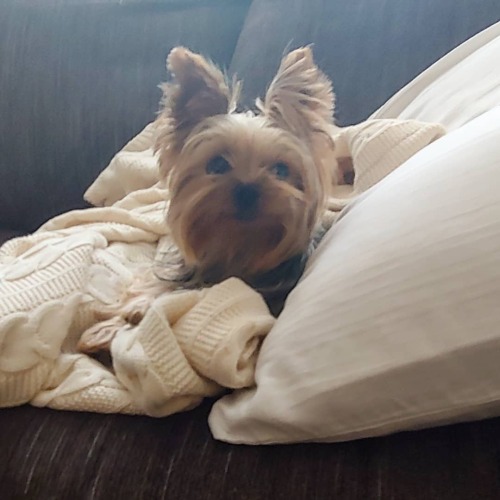 Waiting for gammy to snuggle ❤ . #shakespearethedog #Shakespeare #gammysboy #yorkie #yorkies #yorksh