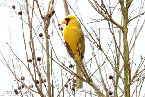 staraptor: get a load of this beautiful and extremely rare yellow cardinal that’s been spotted in al