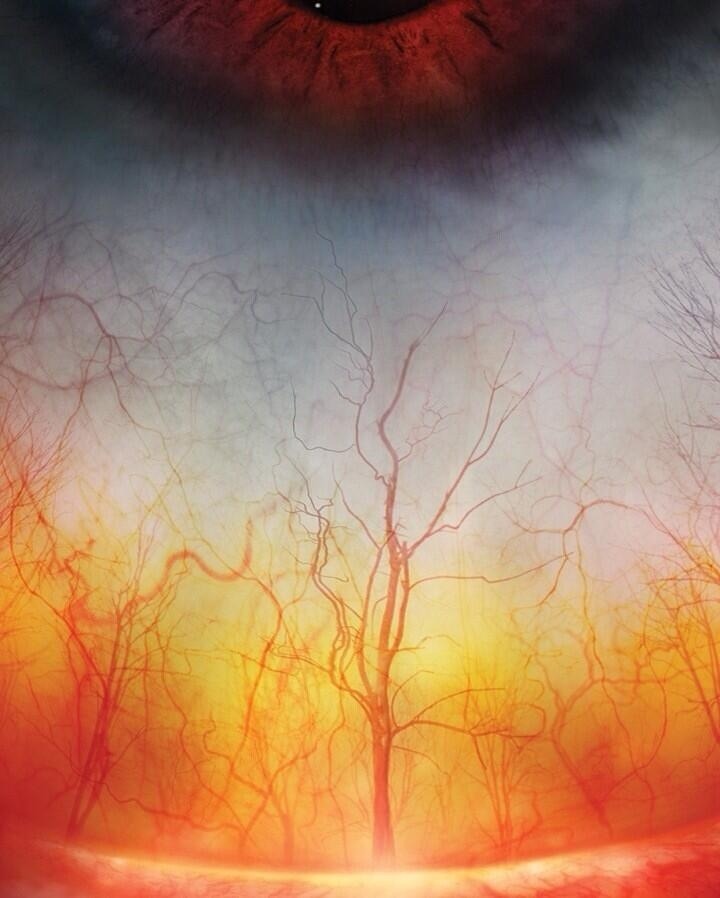 the-owls-are-not-what-they-seem:  A human eye.