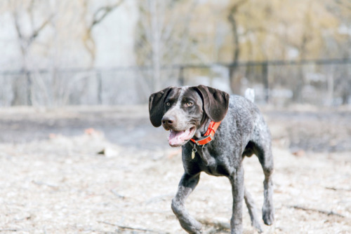 bird dog, hank www.instagram.com/easanti/