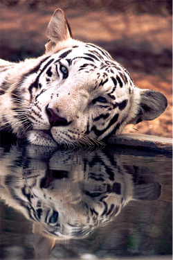 billionaired:  The White Tiger [Photographer: