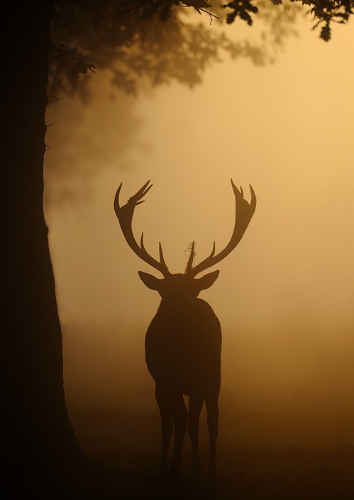 barebackwannabeslut:  The Stag 