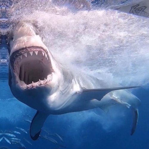 From @whitesharksdaily. Posing for the camera Photography by @jalilnajafov#explored #underwater #fr