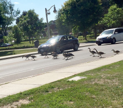 Pom-Seedss:  Pangur-And-Grim: Big Duck Energy: Stopping Traffic To Paddle Across