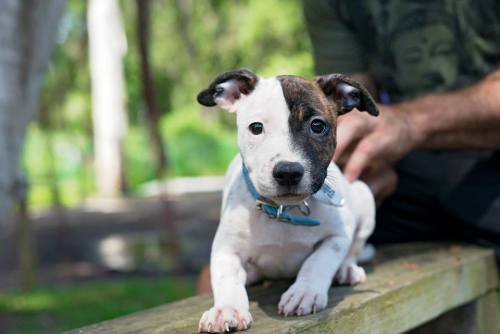 dogsandpupsdaily:  - Staffordshire Bull Terrier. Want more? Follow:http://dogsandpupsdaily.tumblr.com/ 