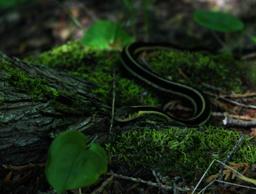 fleshcircus:This guy came closer while I was taking pictures  :) because he knows he’s ph